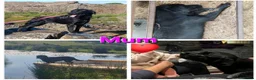 Labrador Retriever dogs for sale: Beautiful Black & Golden Labrador Puppies  - Advert 24