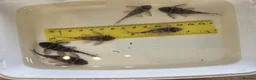 Plecos fish for sale: L333 Gurupa Plecos - Advert 2