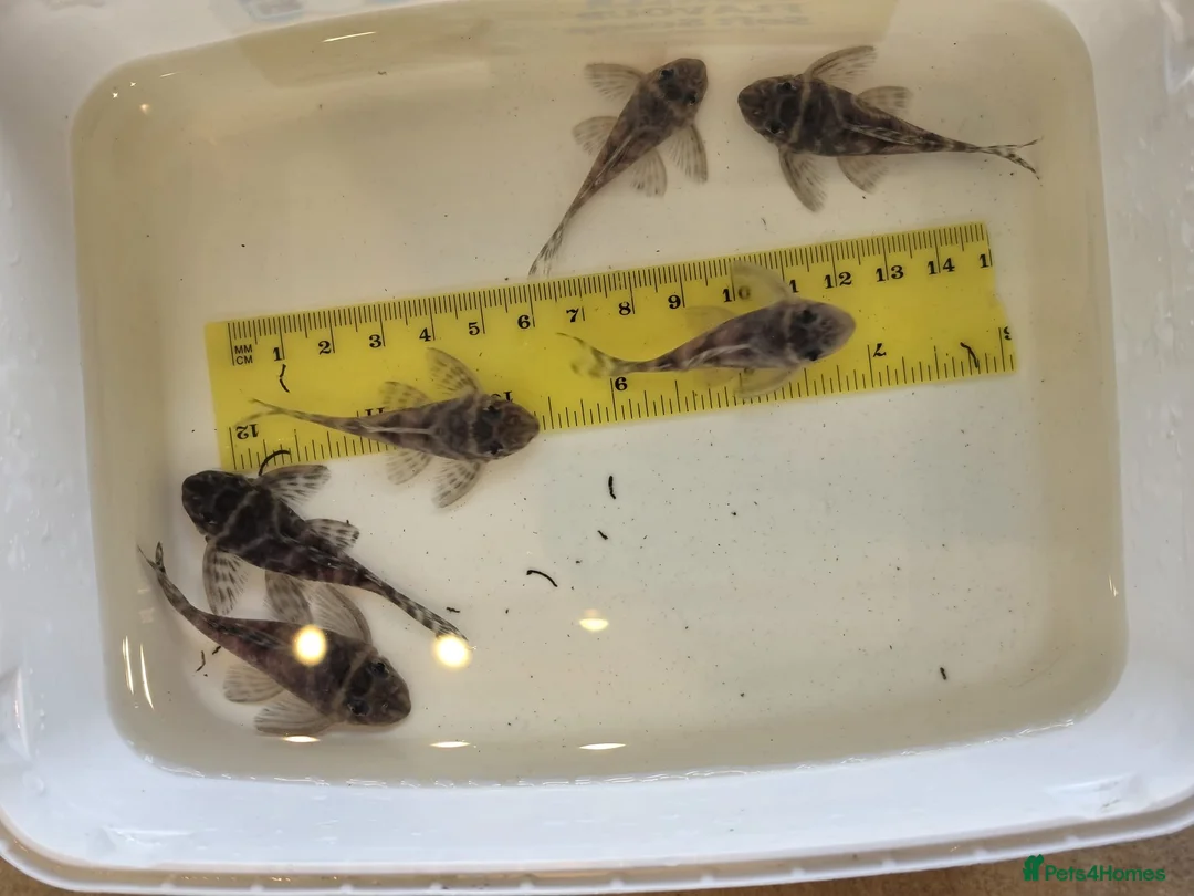 Plecos fish for sale: L333 Gurupa Plecos - Advert 2