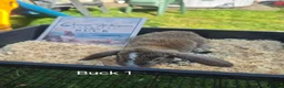 French Lop rabbits for sale: French Lop Bunnies - Advert 5