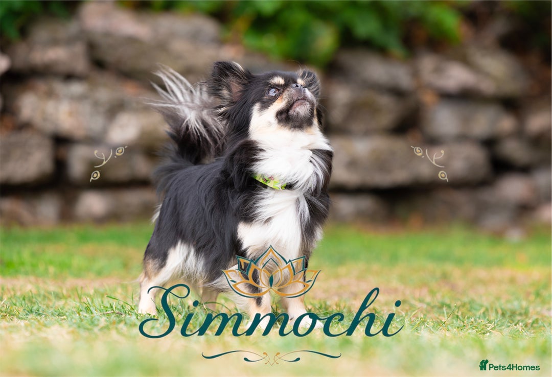 Chihuahua dogs for stud: Exceptional Thai line  - Advert 16