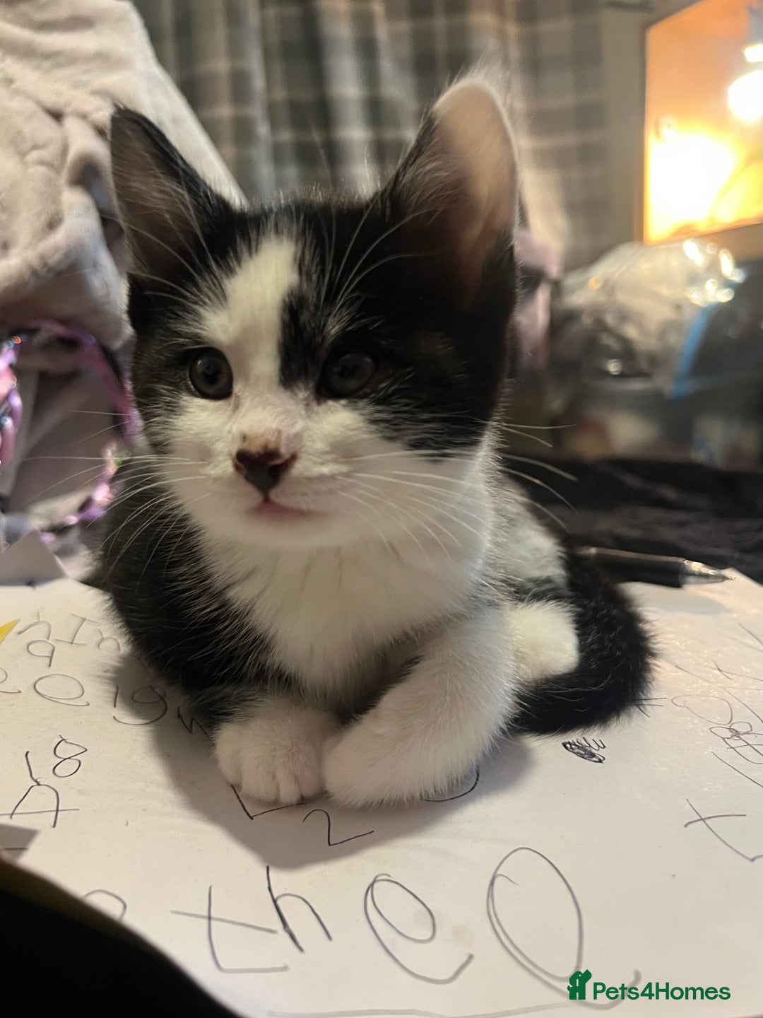 Mixed Breed cats for sale: Maine coon mix for sale - Advert 16