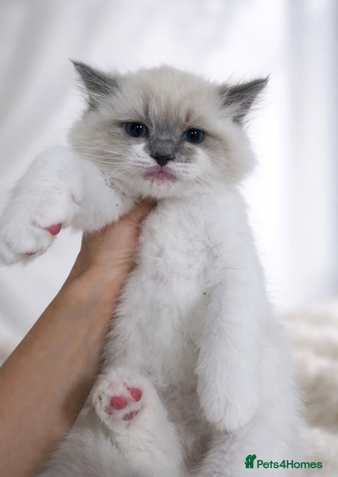 Ragdoll cats European baby. Tica registered  - Advert 13