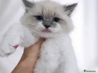 Ragdoll cats European baby. Tica registered - Advert 13