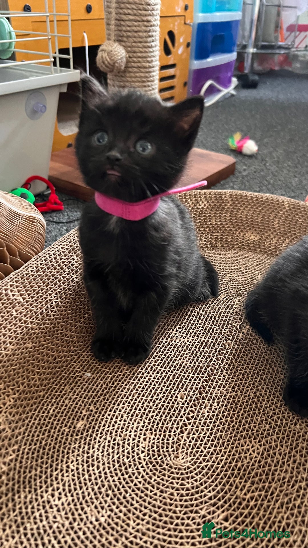 Mixed Breed cats for sale: adorable tuxedo kittens - Advert 11
