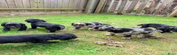 Cocker Spaniel dogs for sale: Working Cocker Spaniel Puppies  in Newmarket - Advert 4