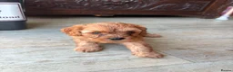 Cavapoo dogs for sale: Beautiful set of 5 puppies  - Advert 9