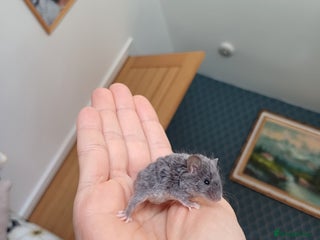 Mouse rodents in Denny - Advert 18