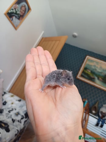 Mouse rodents in Denny - Advert 2