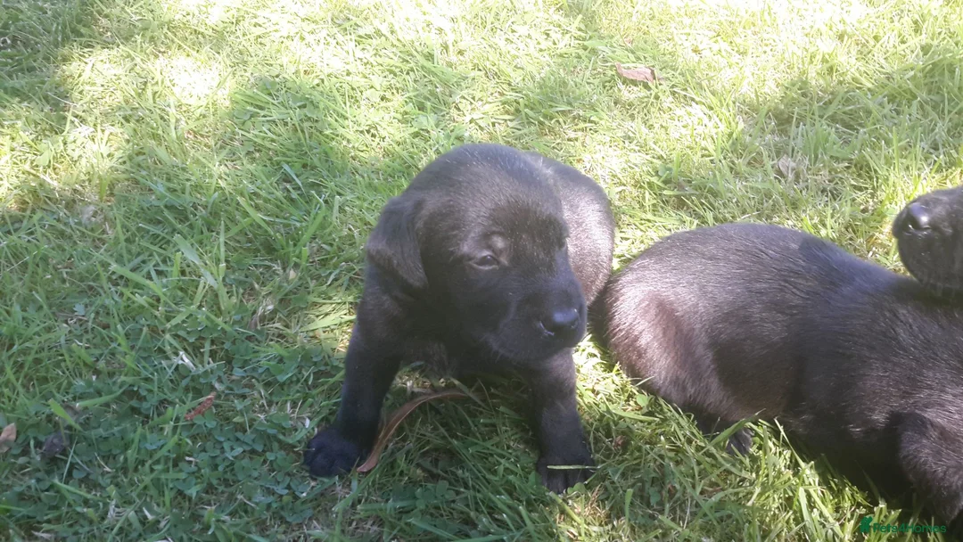 Labrador Retriever dogs for sale: Extremely Well Bred Labrador Pups for Sale - Advert 2