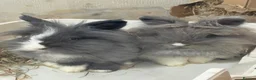 Lionhead rabbits for sale: 2 male double lion head rabbits in Ellesmere Port - Advert 1