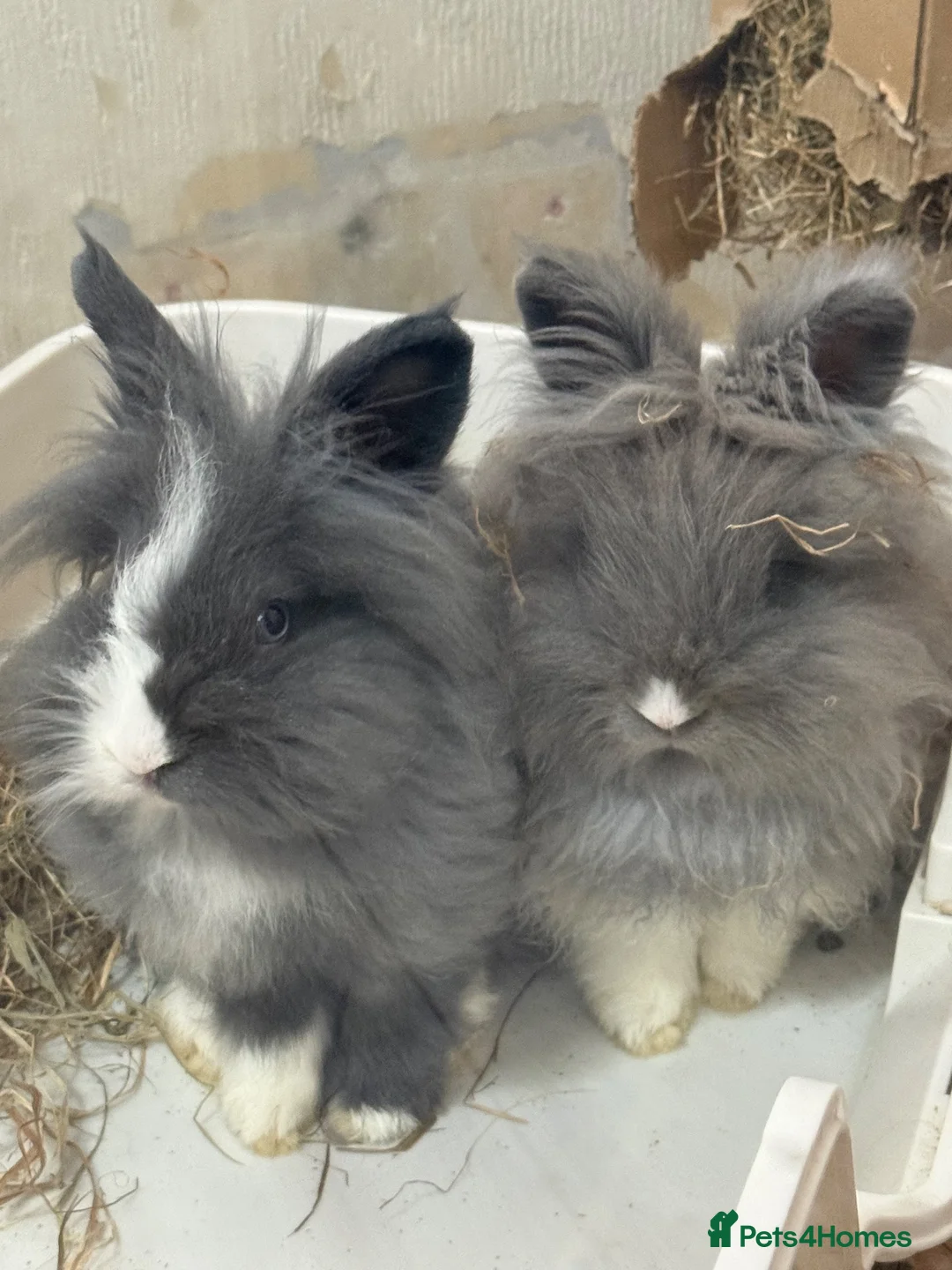 Lionhead rabbits for sale: 2 male double lion head rabbits in Ellesmere Port - Advert 1