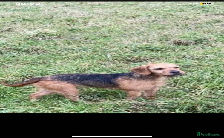 Mixed Breed dogs - Advert 1
