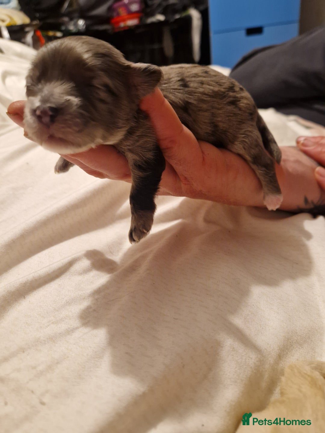 Maltipoo dogs for sale: Quality unique f1 tiny korean maltipoo puppies  - Advert 16