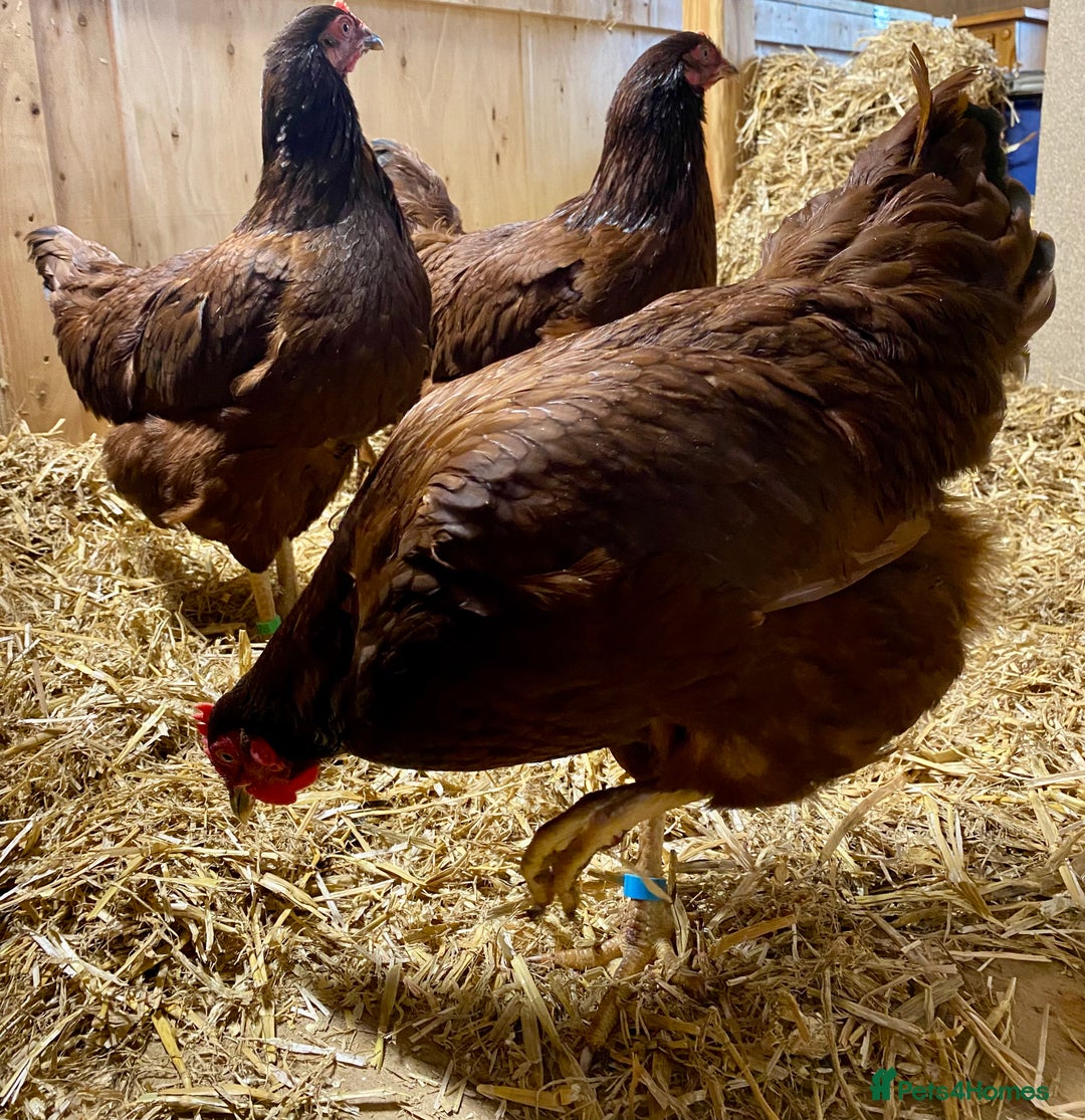 Chickens poultry for sale: Rhode Island Red - Advert 7