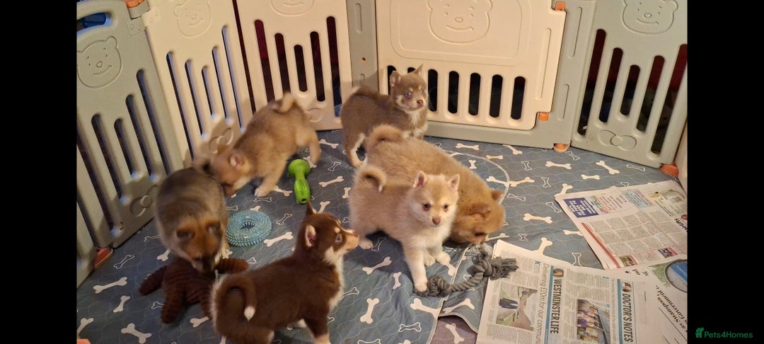 Pomsky dogs for sale: Blue Eyed F4 Toy Pomskies - Advert 37