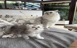 Persian cats for sale: Persian chinchilla x Scottish fold  - Image 8