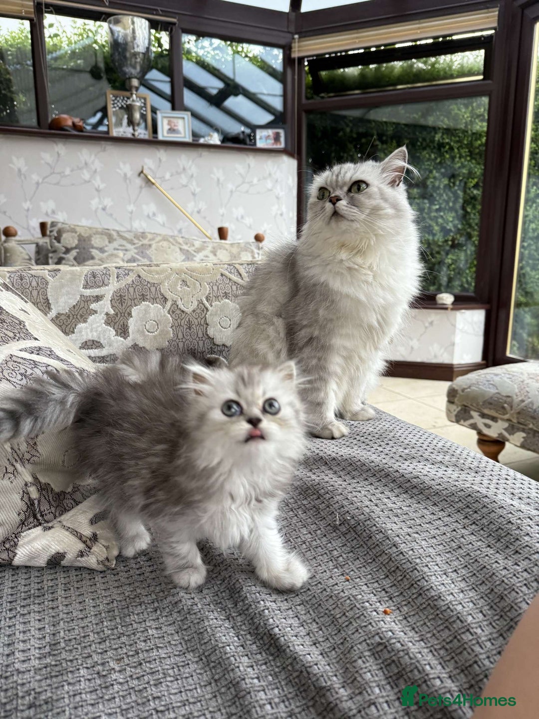 Persian cats for sale: Persian chinchilla x Scottish fold  - Image 8