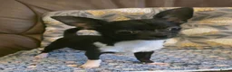 Chihuahua dogs for sale: Gorgeous Kc reg chihuahuas in Blackpool - Advert 16