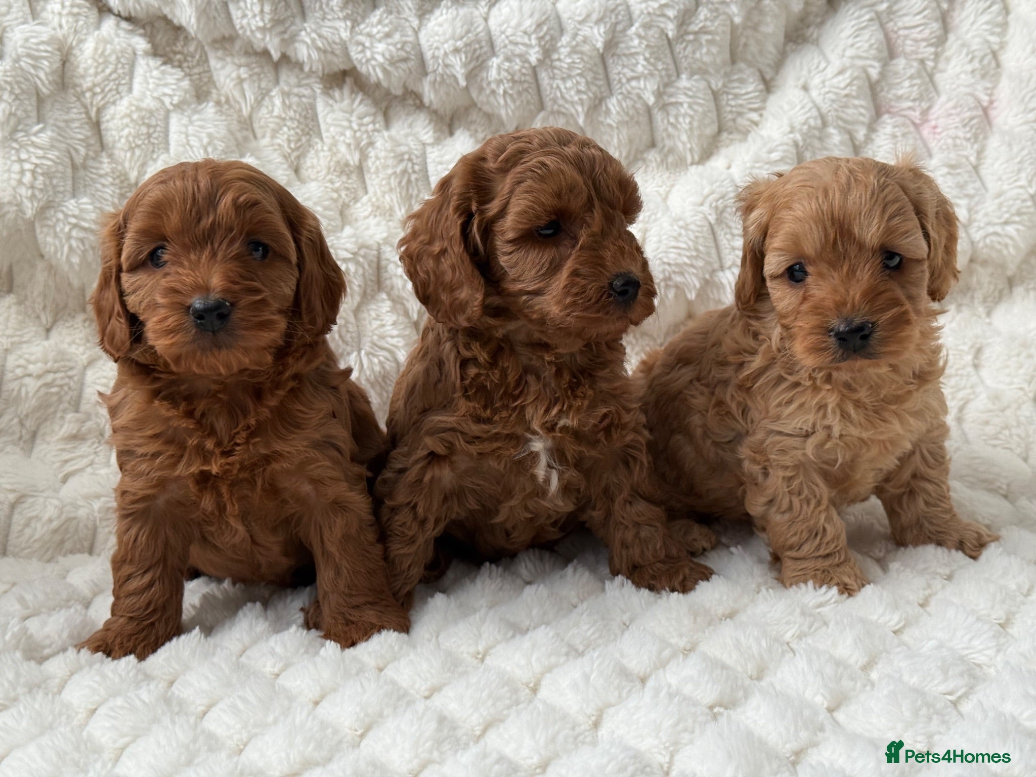 Mixed Breed dogs 🌟 MALTIPOO X COCKAPOO PUPPIES 🌟  - Advert 1