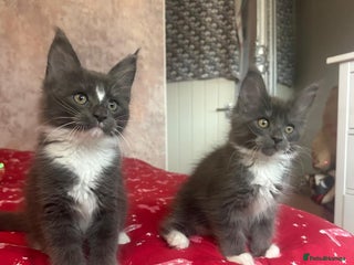 Maine Coon cats Stunning Maine Coon Litter Of Kittens Ready Now - Advert 11