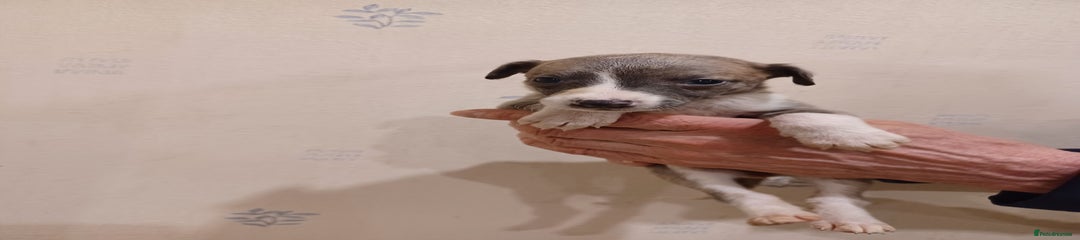 Whippet Puppy 5