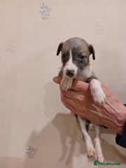 Whippet Puppy 5