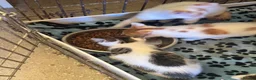 Mixed Breed cats for sale: Kittens mixed litter - Advert 2