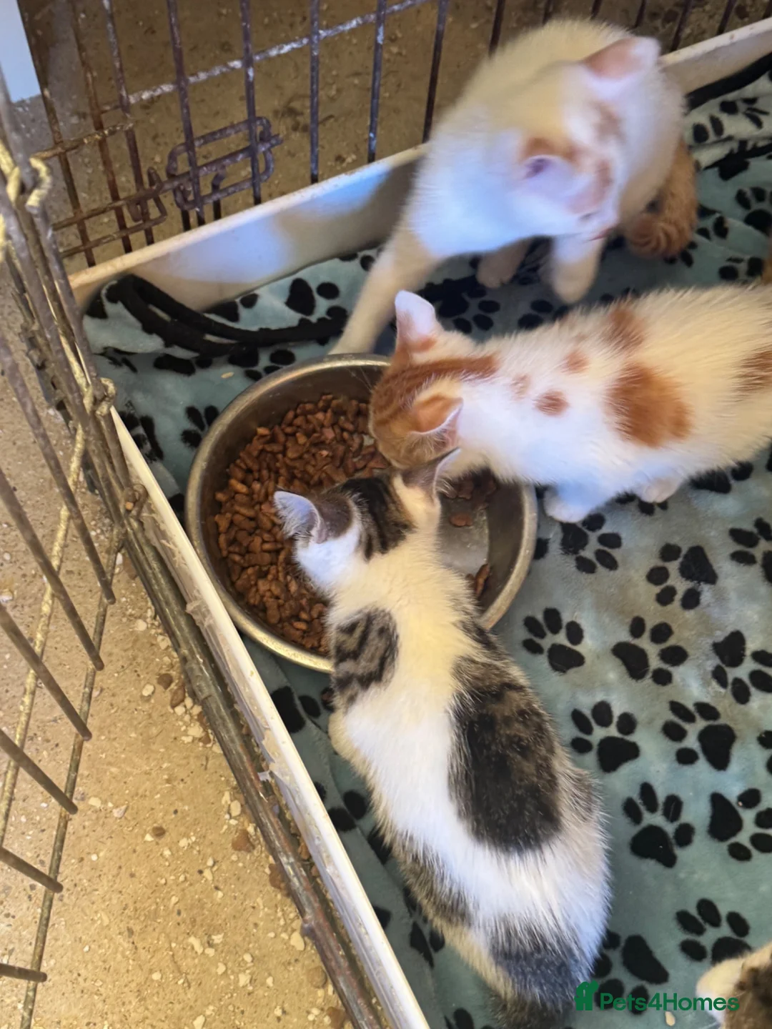 Mixed Breed cats for sale: Kittens mixed litter - Advert 2