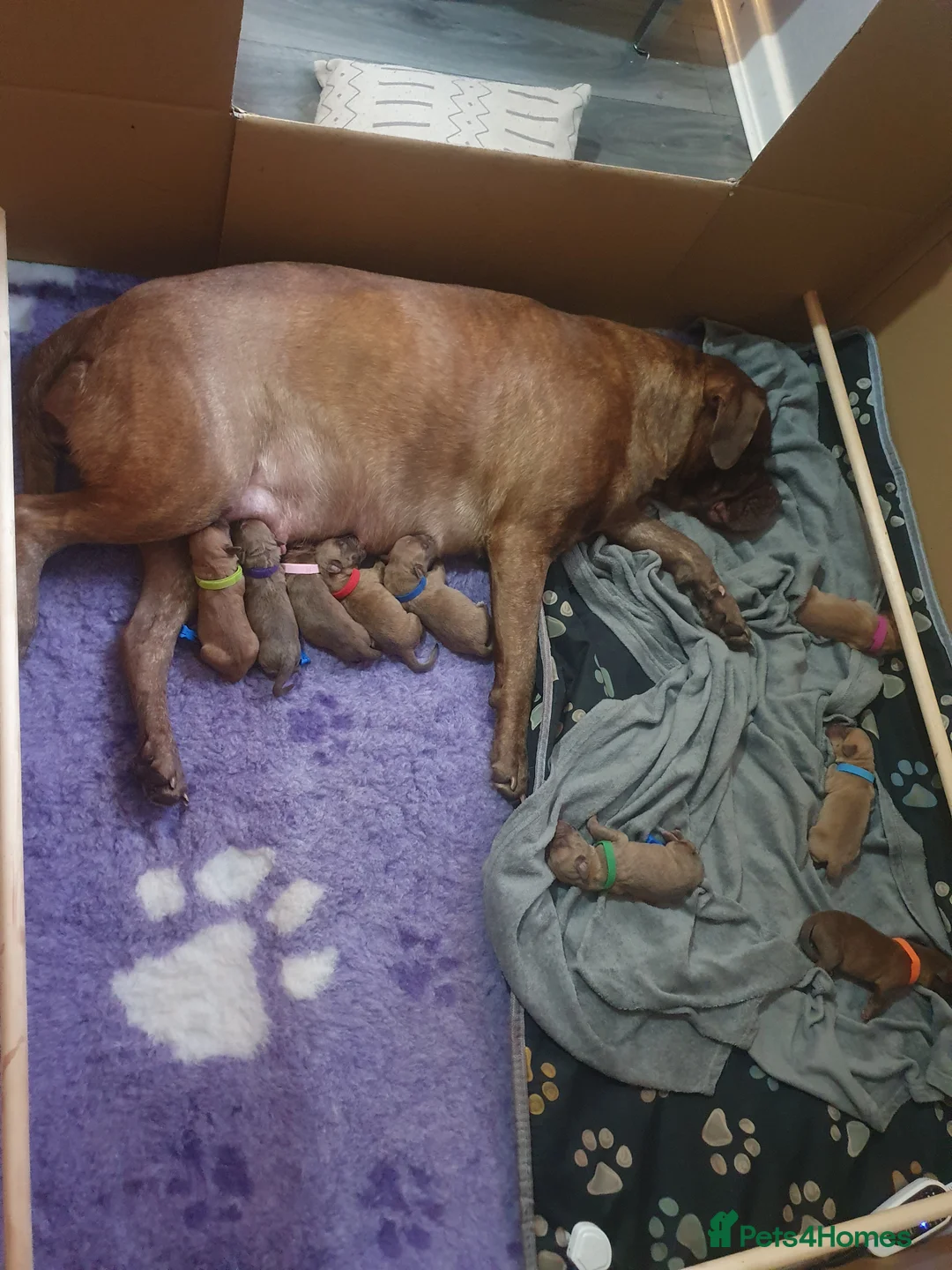 Mixed Breed dogs for sale: Beautiful American bulldog / douge de bordeaux  - Advert 1