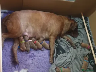 Mixed Breed dogs Beautiful American bulldog / douge de bordeaux - Advert 1