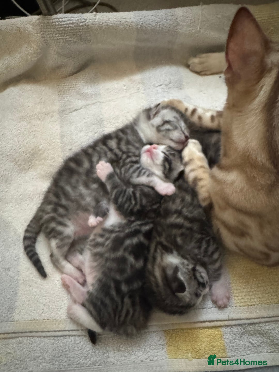 Bengal cats for sale: 🐆Bengal X Kittens 🐈‍⬛  - Image 5