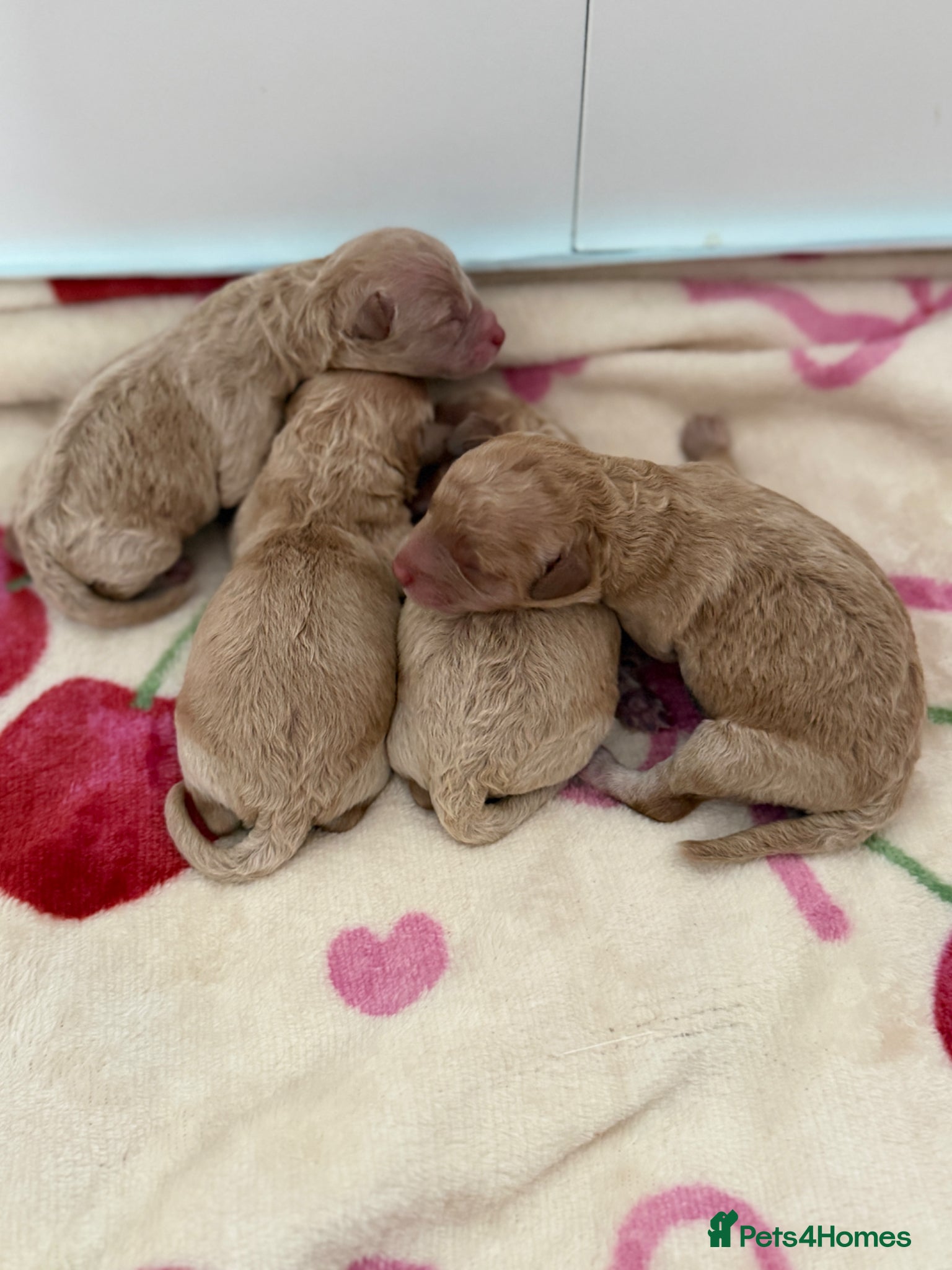 Toy Poodle dogs for sale: Beautiful Poodles - 1 Girl & 1 Boy left  - Advert 1