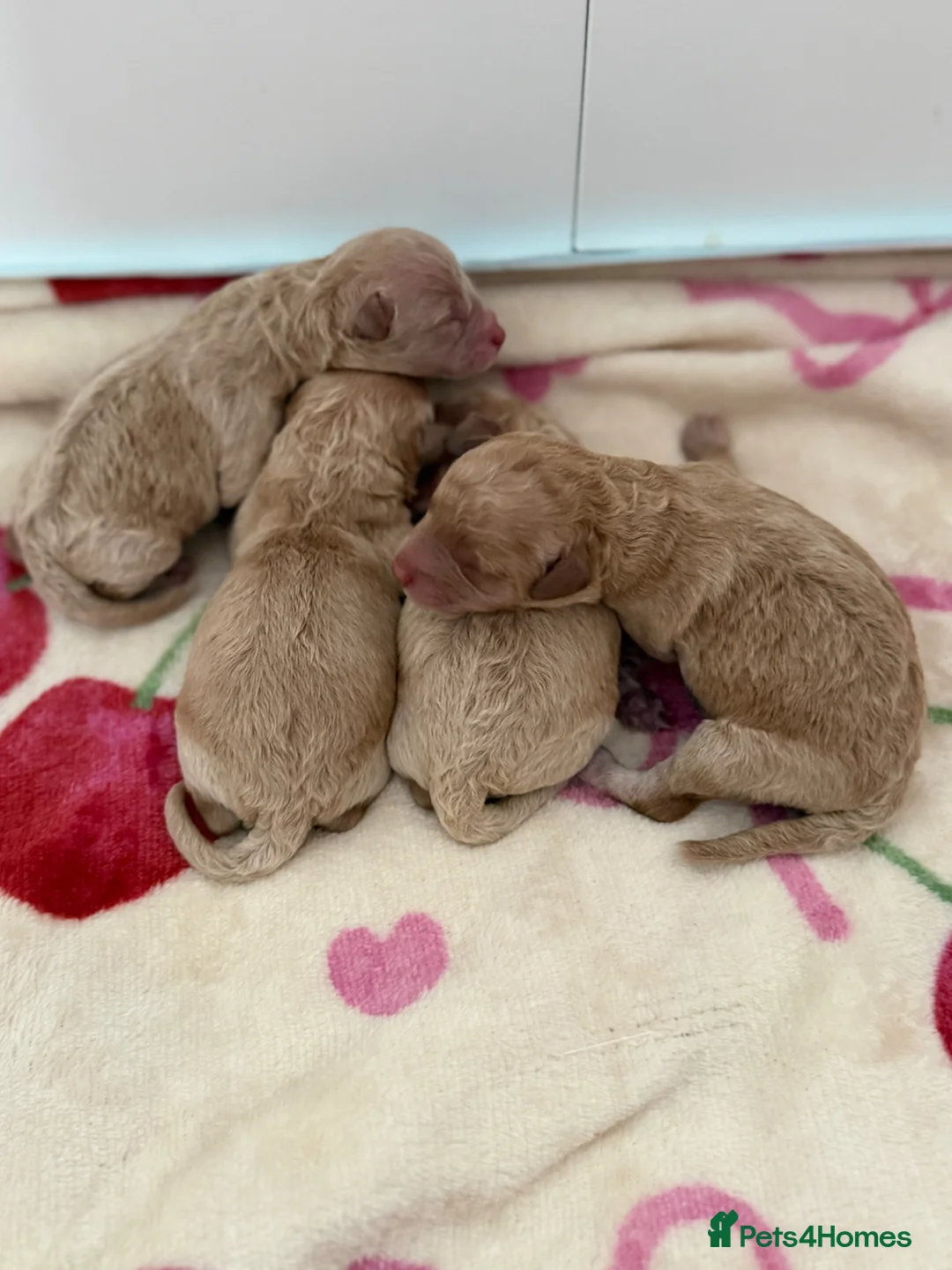 Toy Poodle dogs for sale: Beautiful Poodles - 1 Girl & 1 Boy left  - Advert 1