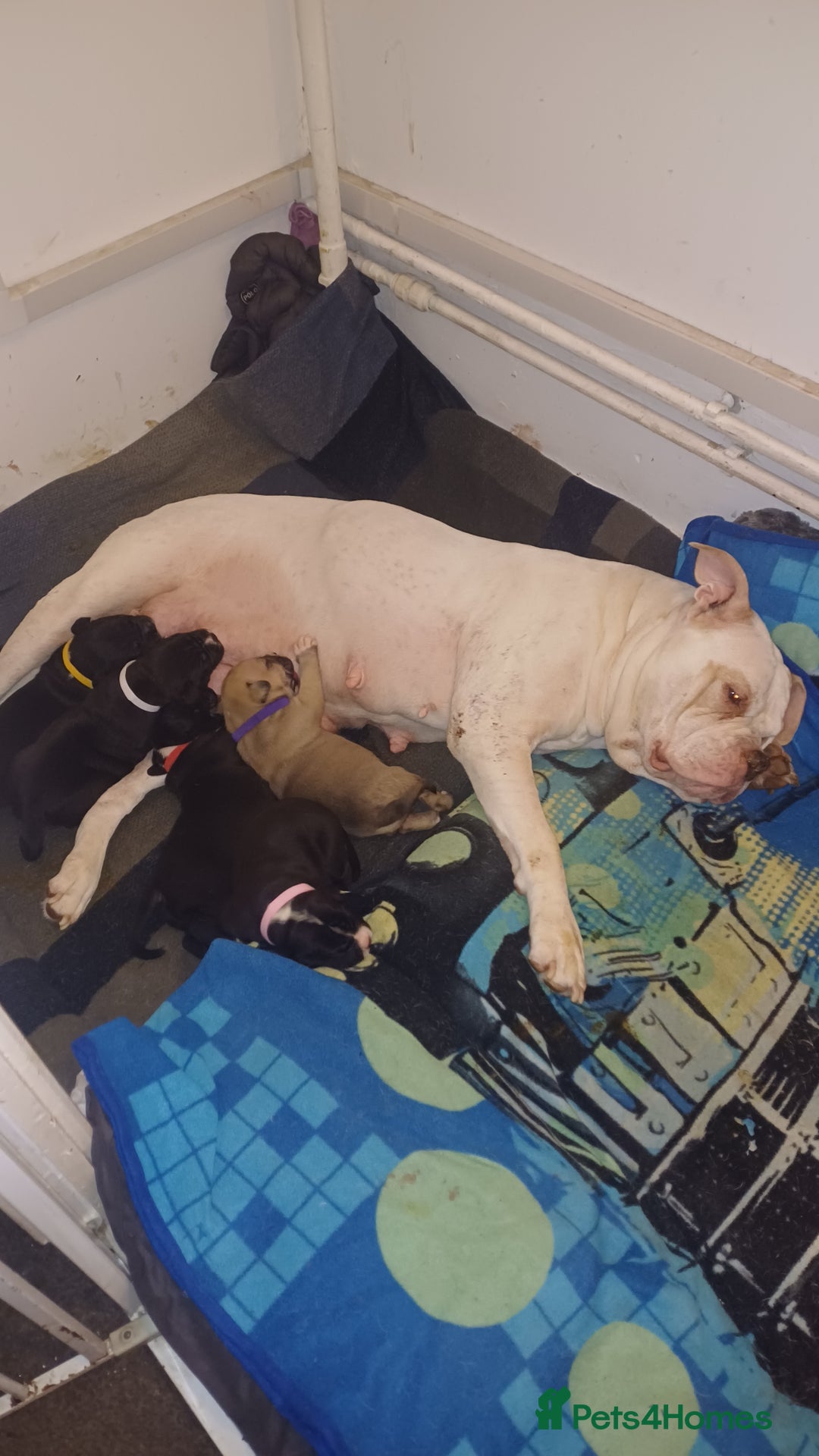 Mixed Breed dogs for sale: American bulldog X Cane Corso X Rottweiler pups - Image 1