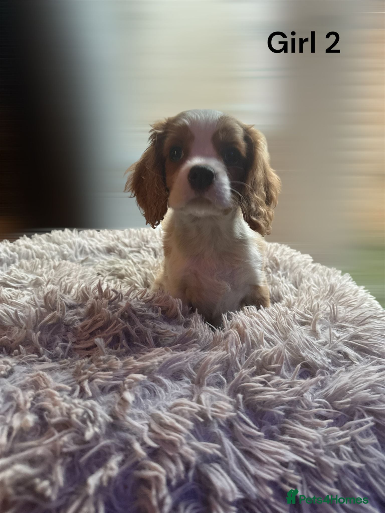 Cavalier King Charles Spaniel dogs cavalier king charles  - Advert 4