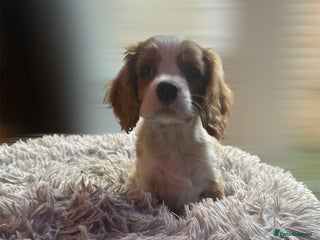 Cavalier King Charles Spaniel dogs cavalier king charles - Advert 4