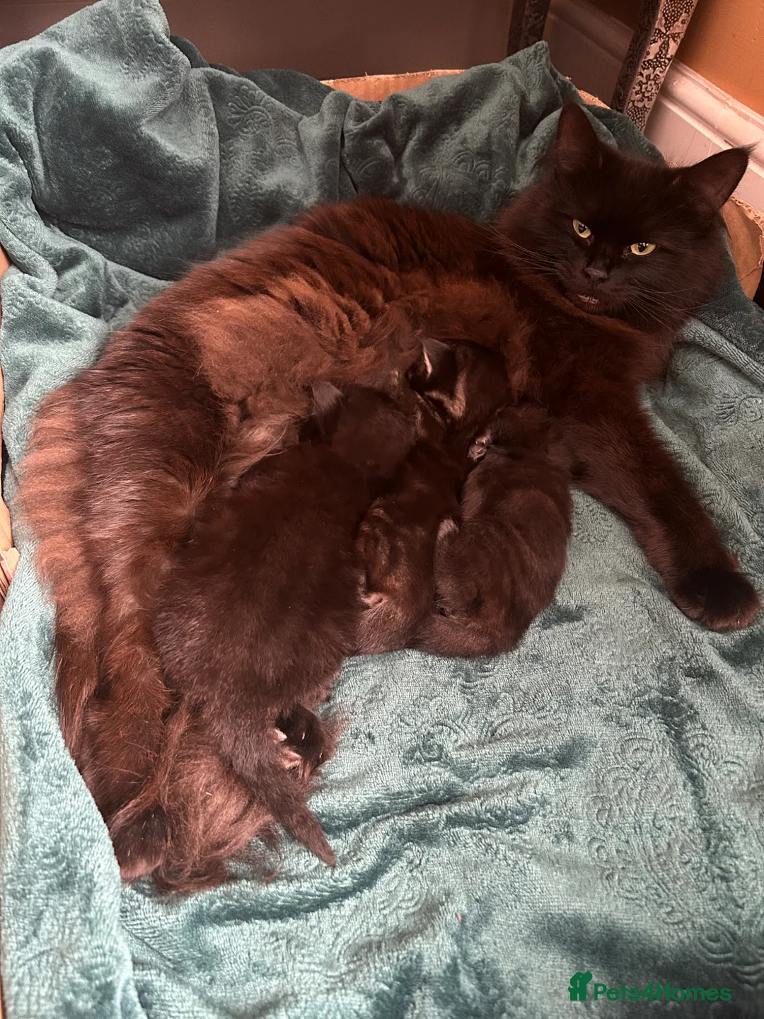 Maine Coon cats for sale: Maine Coon Cross Kittens 3 Boys  in Mansfield - Advert 2
