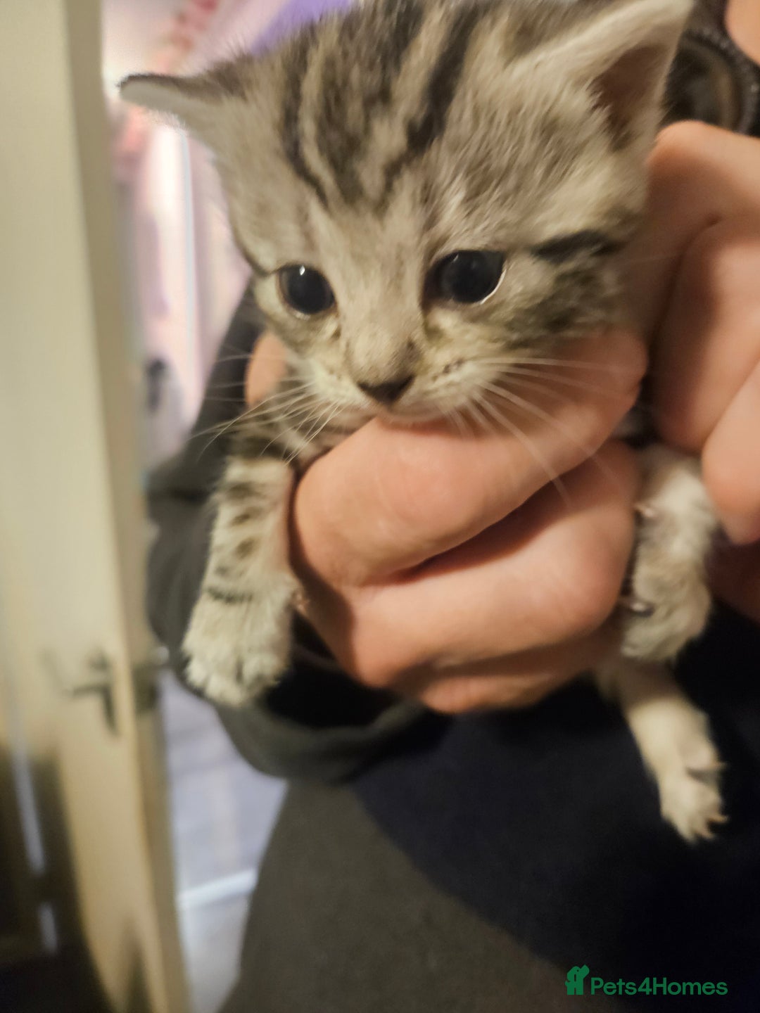 British Shorthair cats for sale: Kittens for sale - Image 8