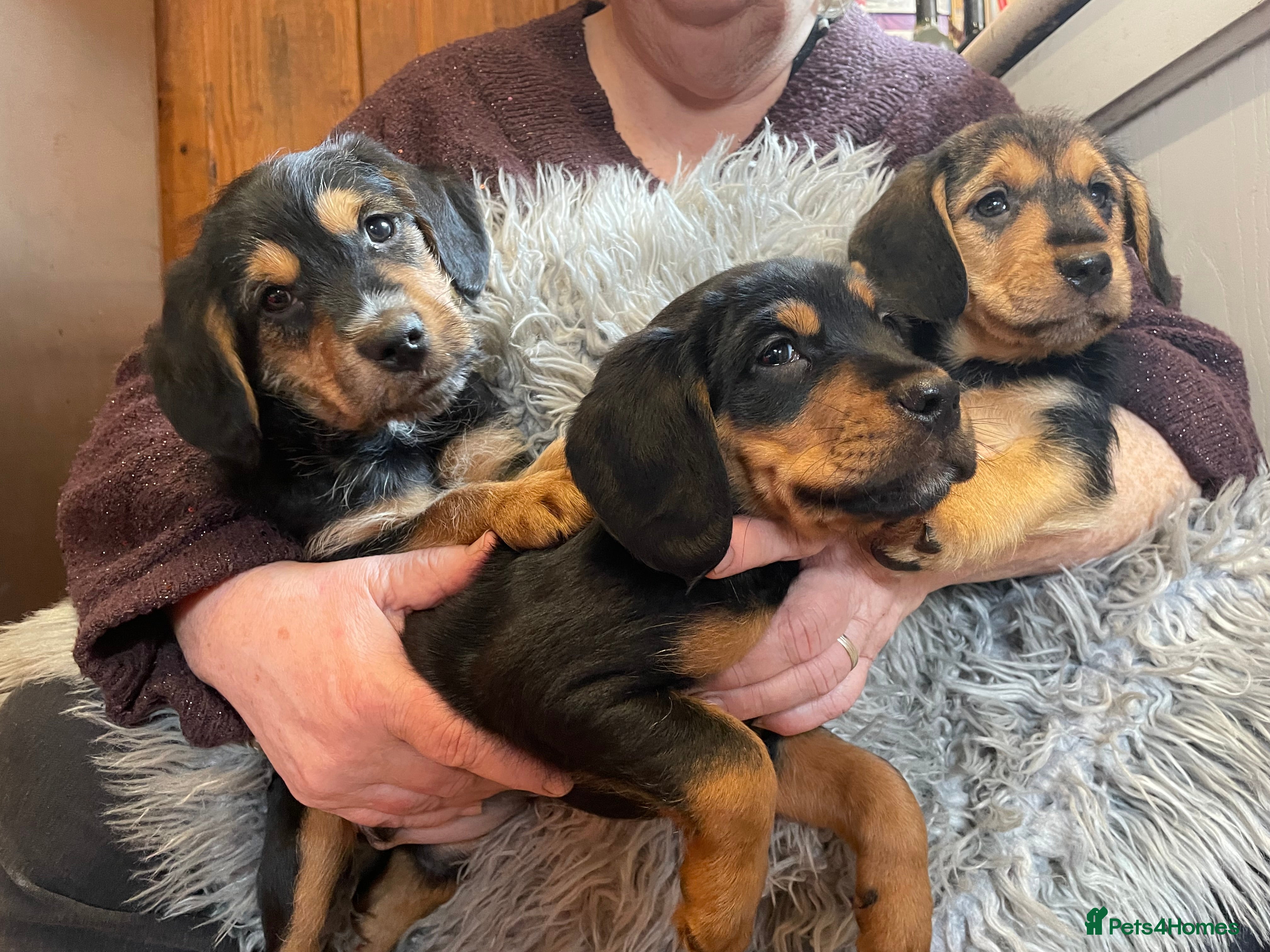 Mixed Breed dogs Beautiful Border Terrier X Show cocker spaniels  - Advert 5
