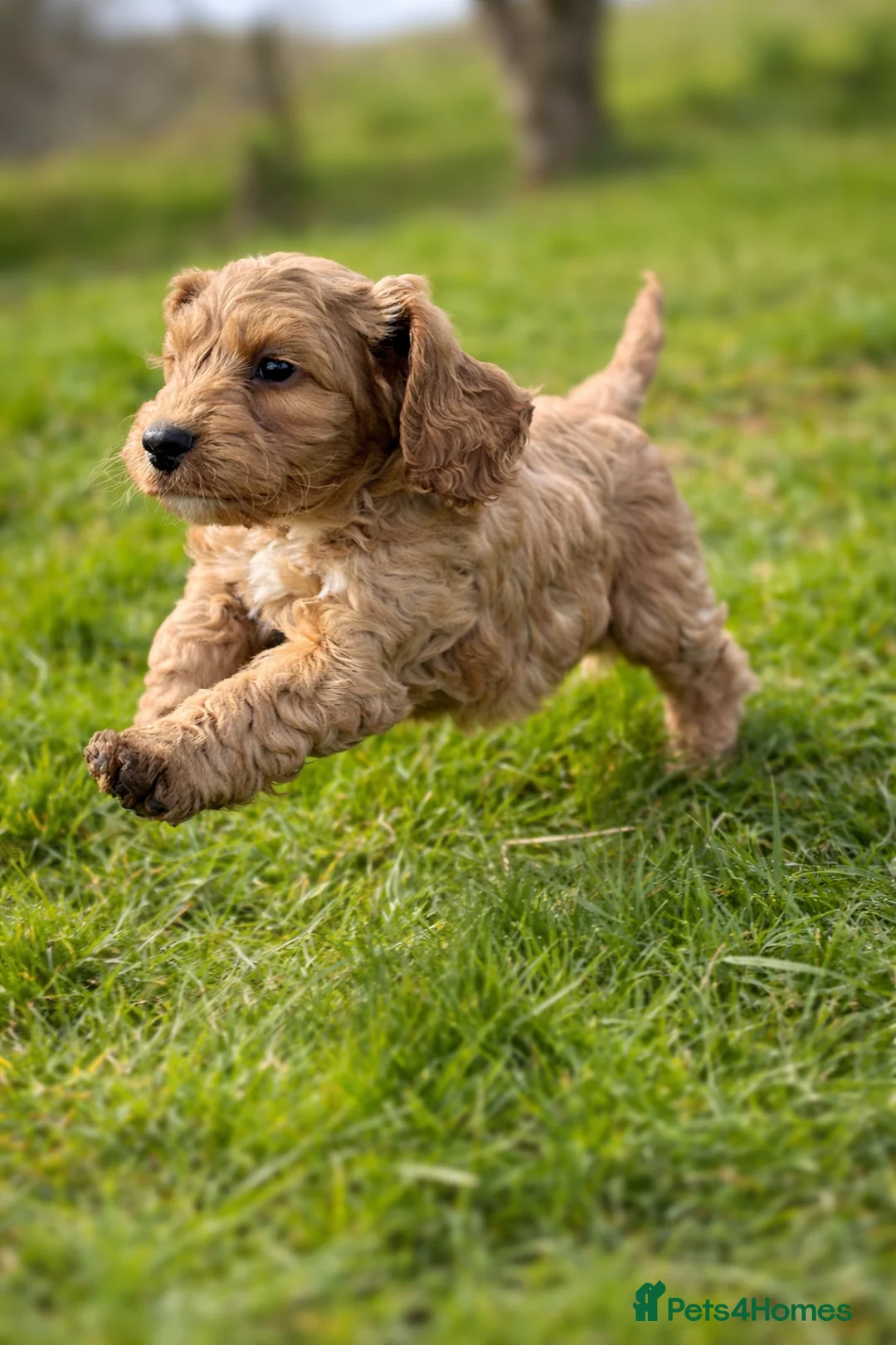 Cockapoo dogs for sale: 💜 1 boy left F1 Cockapoo puppies 💜 - Advert 1