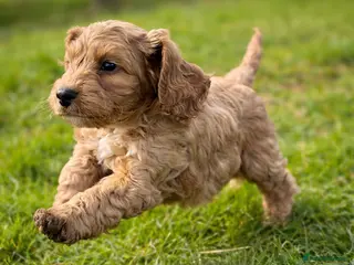 Cockapoo dogs 💜 1 boy left F1 Cockapoo puppies 💜 - Advert 13