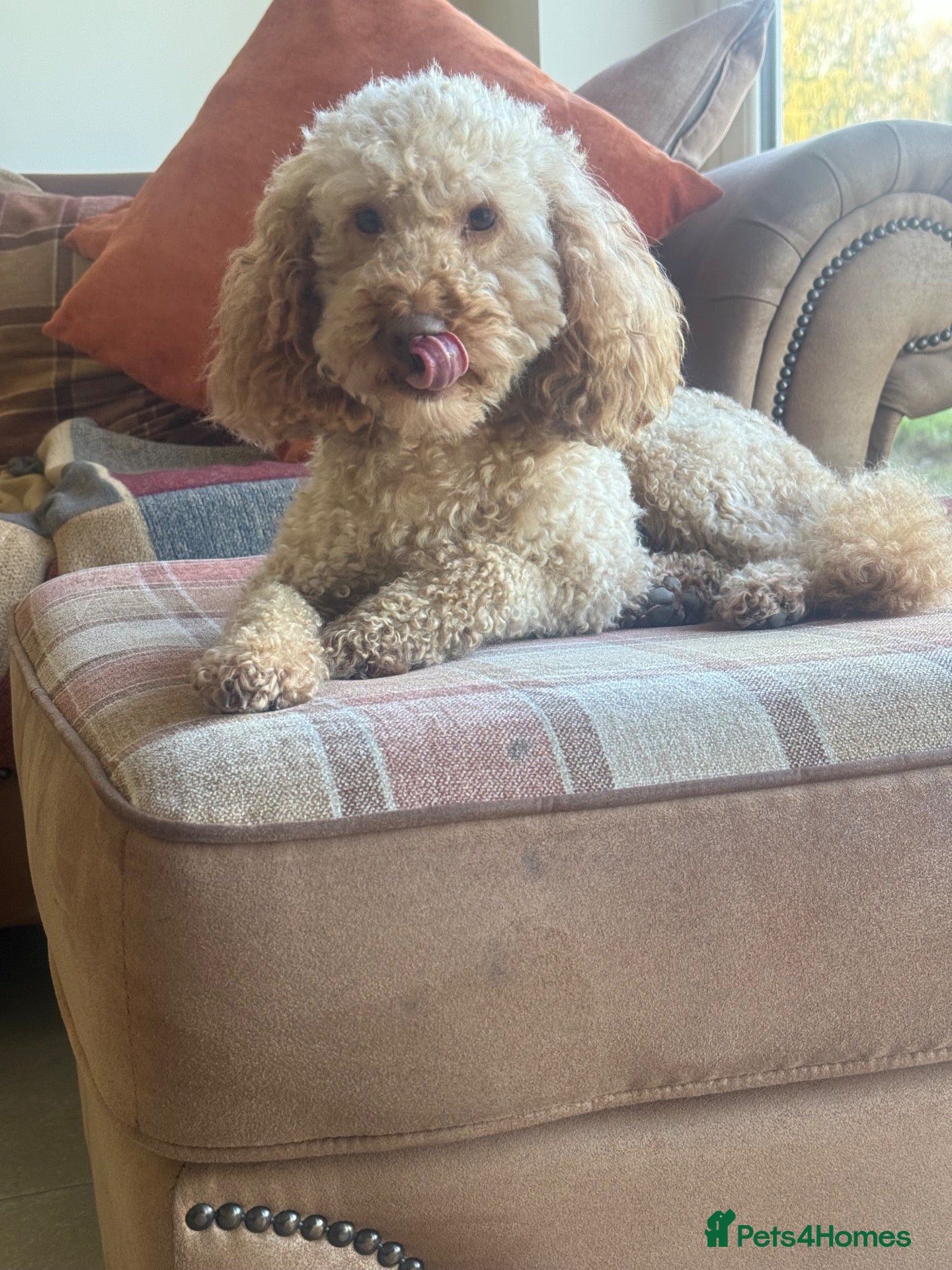 Miniature Poodle dogs KC registered miniature poodle  - Advert 1