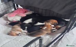 Jack Russell dogs for sale: Mini jack russells  - Image 4