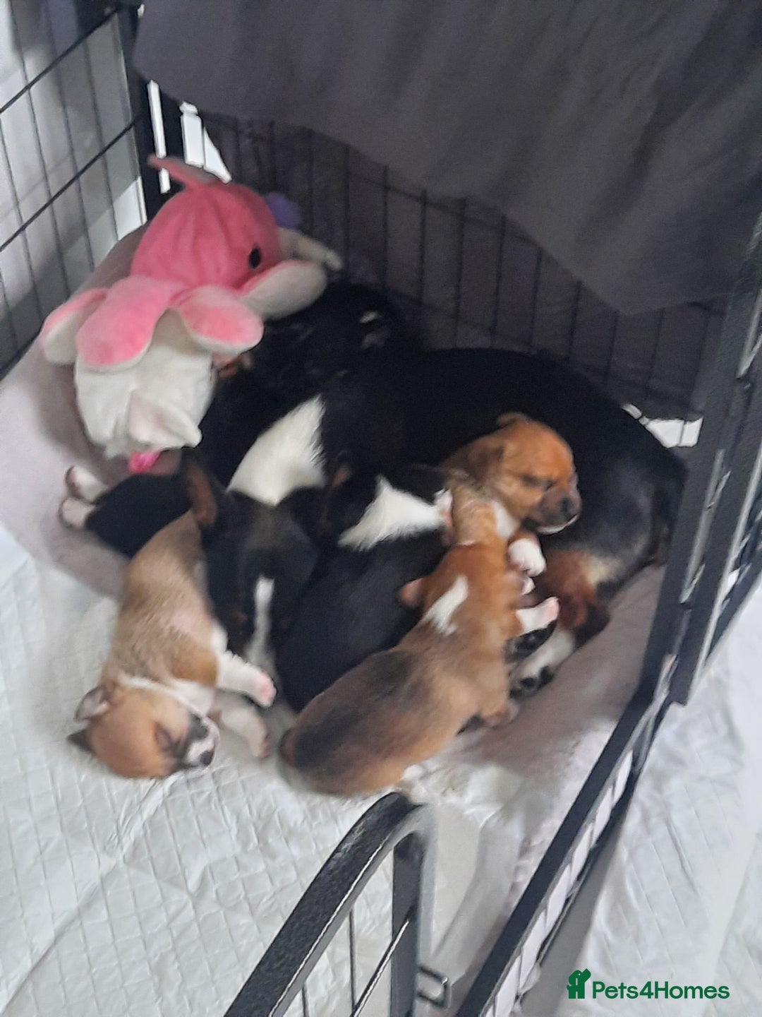 Jack Russell dogs for sale: Mini jack russells  - Image 4