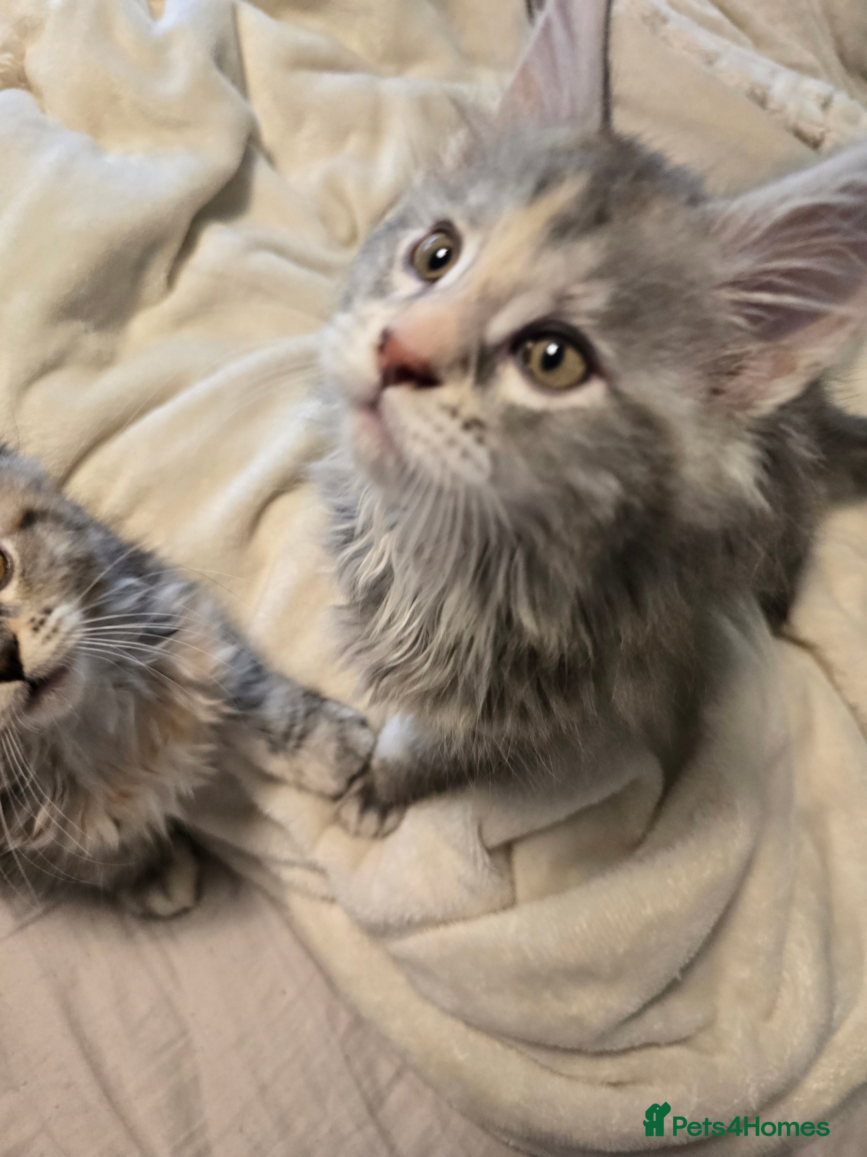 Maine Coon cats  🐾❤️ BEAUTIFUL MAINE COON KITTENS  ❤️🐾 - Advert 2