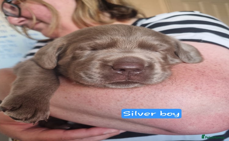 Labrador Retriever dogs - Advert 13