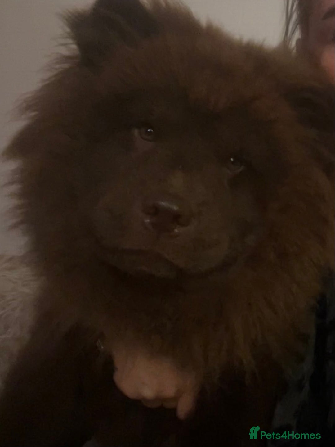 Chow Chow dogs for sale: Chocolate chow chow - Advert 3
