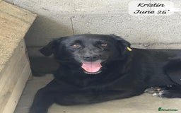 Mixed Breed dogs for adoption: Kristen, 1 yr approx. Available for adoption. in Brixham - Image 14