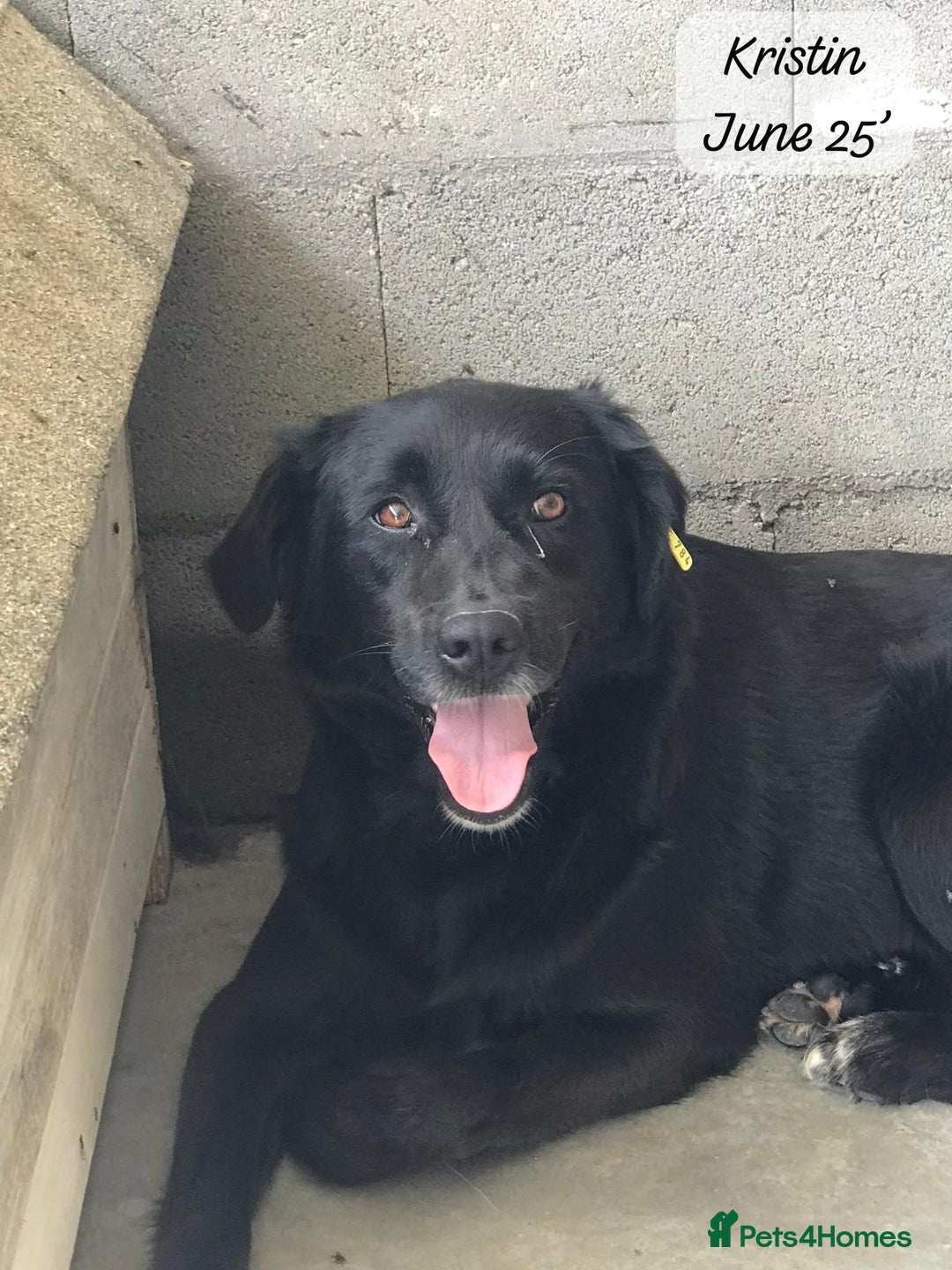 Mixed Breed dogs for adoption: Kristen, 1 yr approx. Available for adoption. in Brixham - Image 14